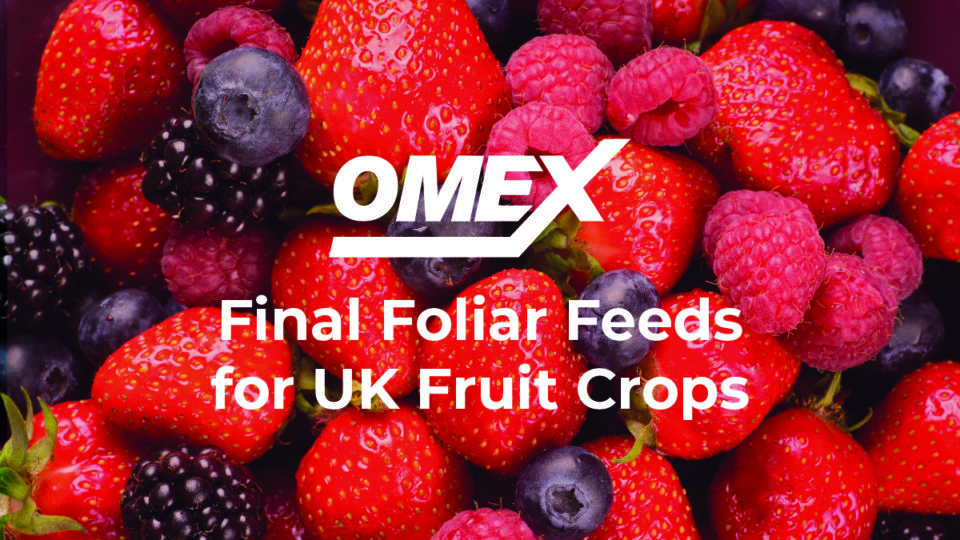 Final Foliar Feeds For UK Fruit Crops OMEX Agriculture