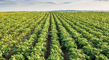 potato crop