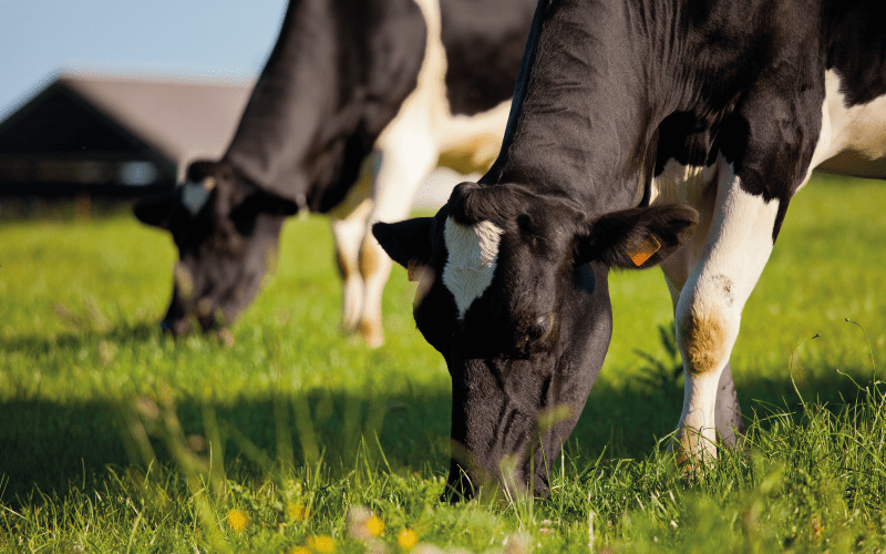 cows grazing grassland crop