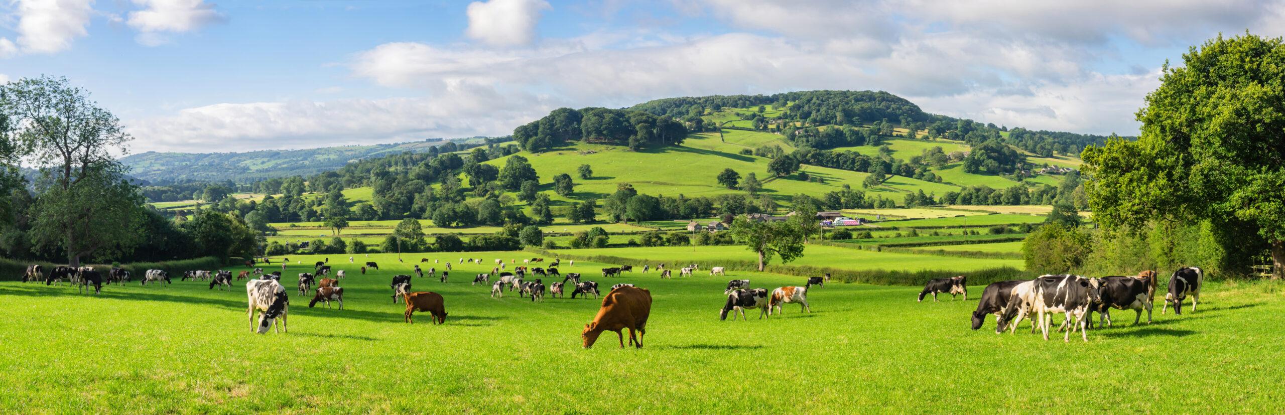 Grassland Fertiliser Cow