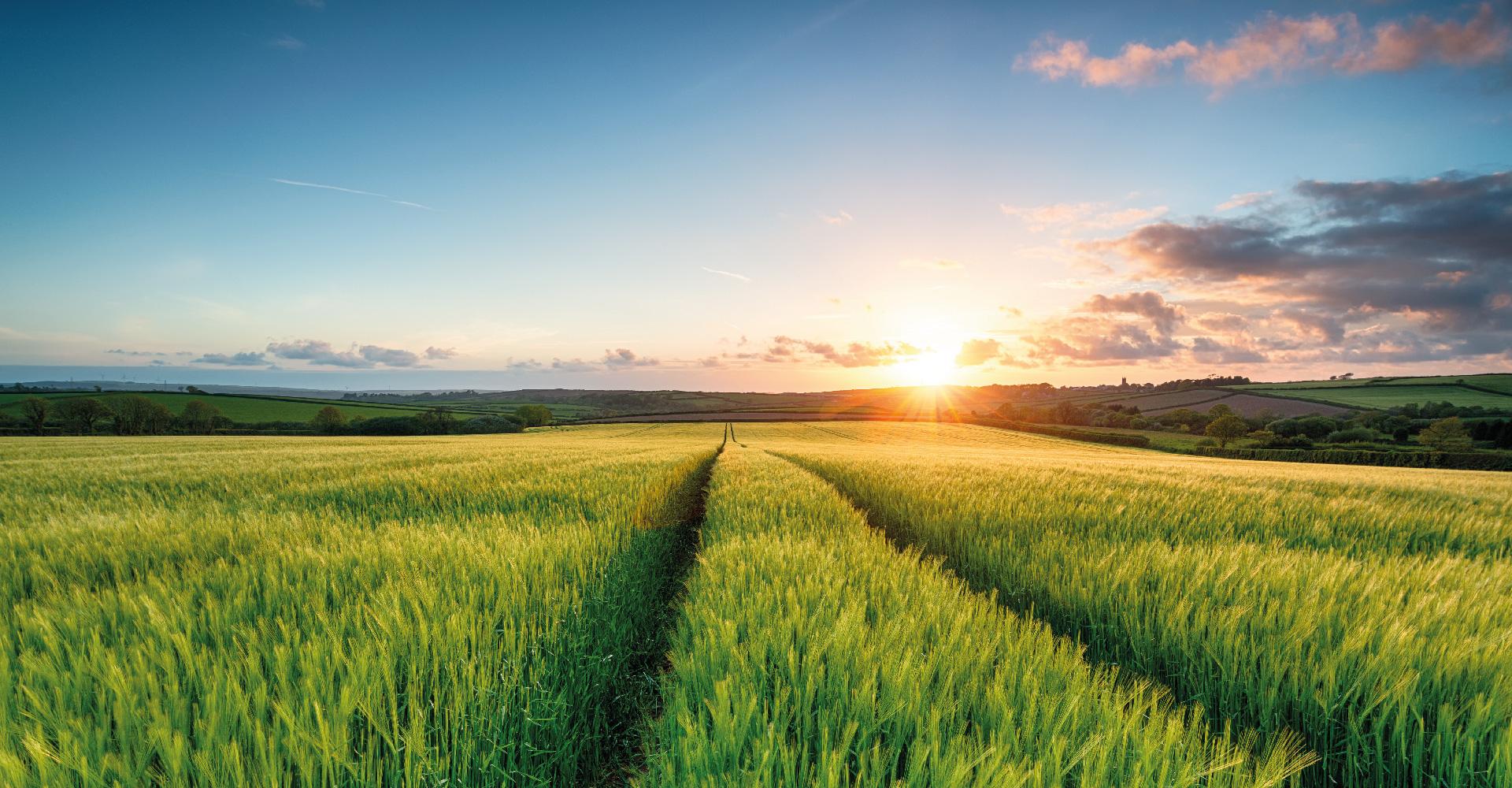 Tillage Crop Barley