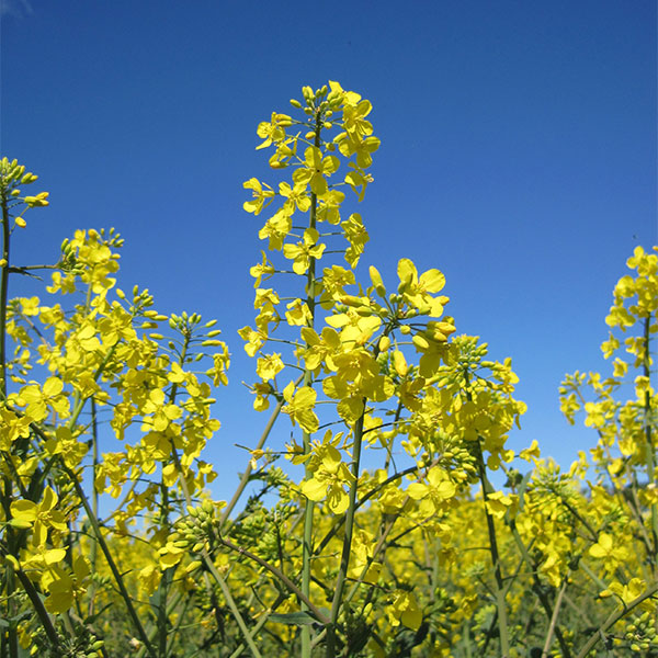 Sulphomex OSR