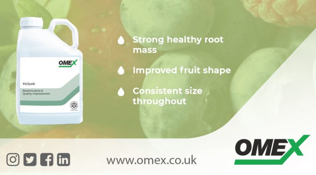 Kelpak on Soft Fruit - OMEX Agriculture