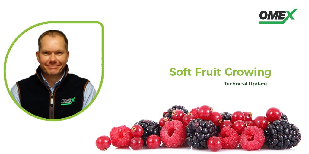 Soft Fruit Neil Holmes