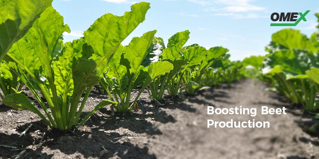 boosting beet production