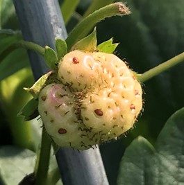 boron deficiency causing deformed fruit