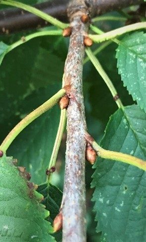 Cherry Buds