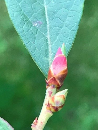 Generative blueberry buds