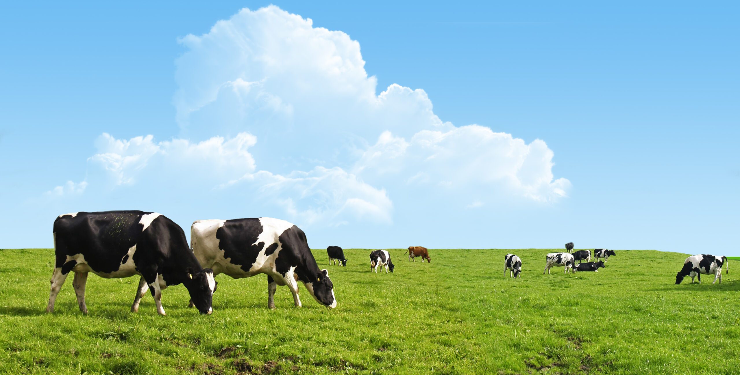 Maximising milk from forage | Omex Agriculture