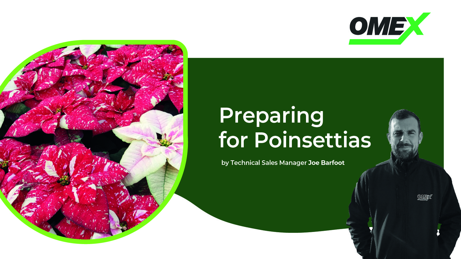 Preparing for poinsettias