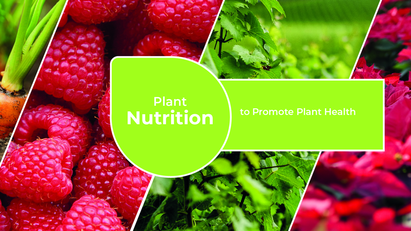 Plant Nutrition to Promote Plant Health