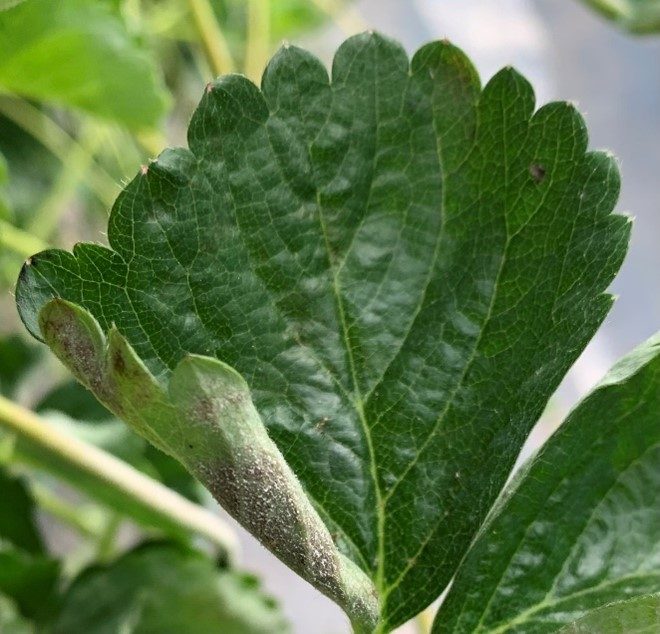 Powdery Mildew - Strawberry