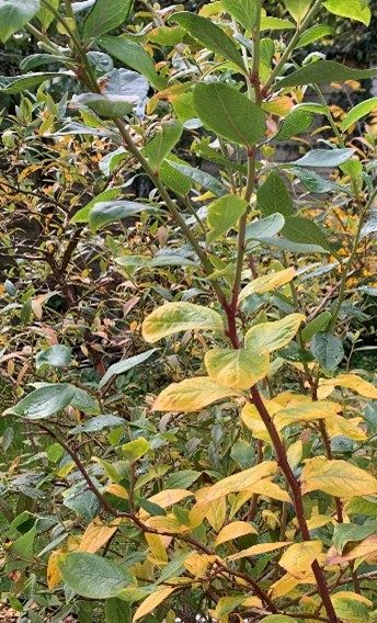 Blueberry Plant Losing Leaves