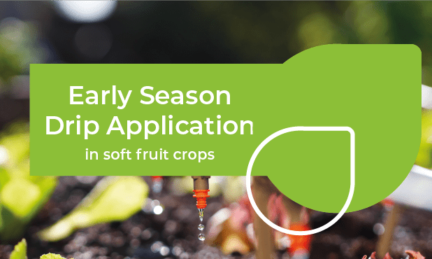 Drip application in soft fruit crops | OMEX Agriculture