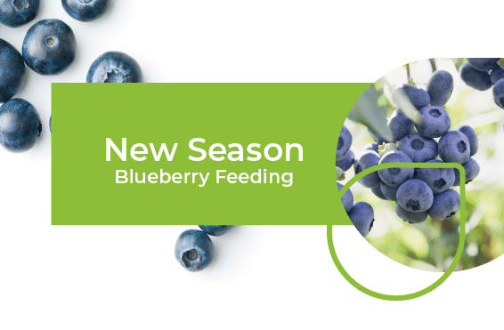 new season blueberry feeding