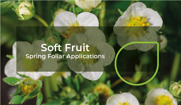 Spring Foliar Applications | OMEX Agriculture