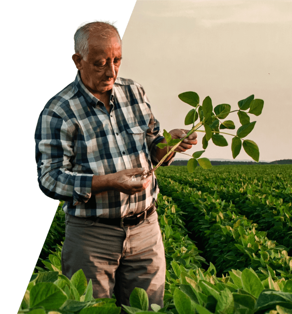 Man holding a healthy crop | Benefits of liquid fertilisers | OMEX Agriculture