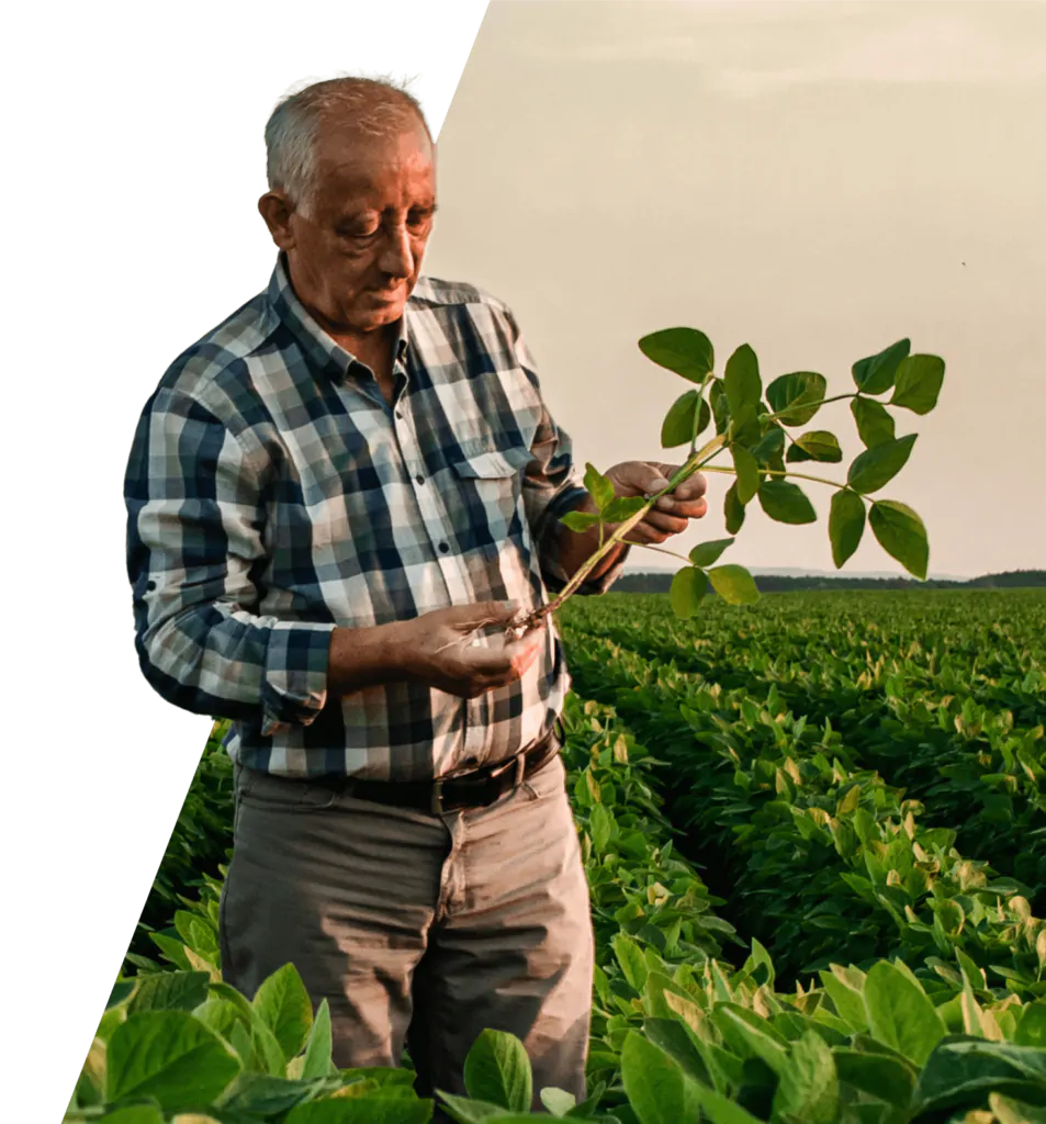 Man holding a healthy crop | Benefits of liquid fertilisers | OMEX Agriculture