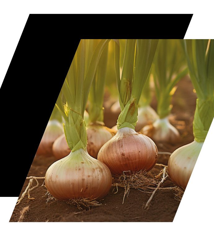 onion and leek fertiliser and crop nutrition