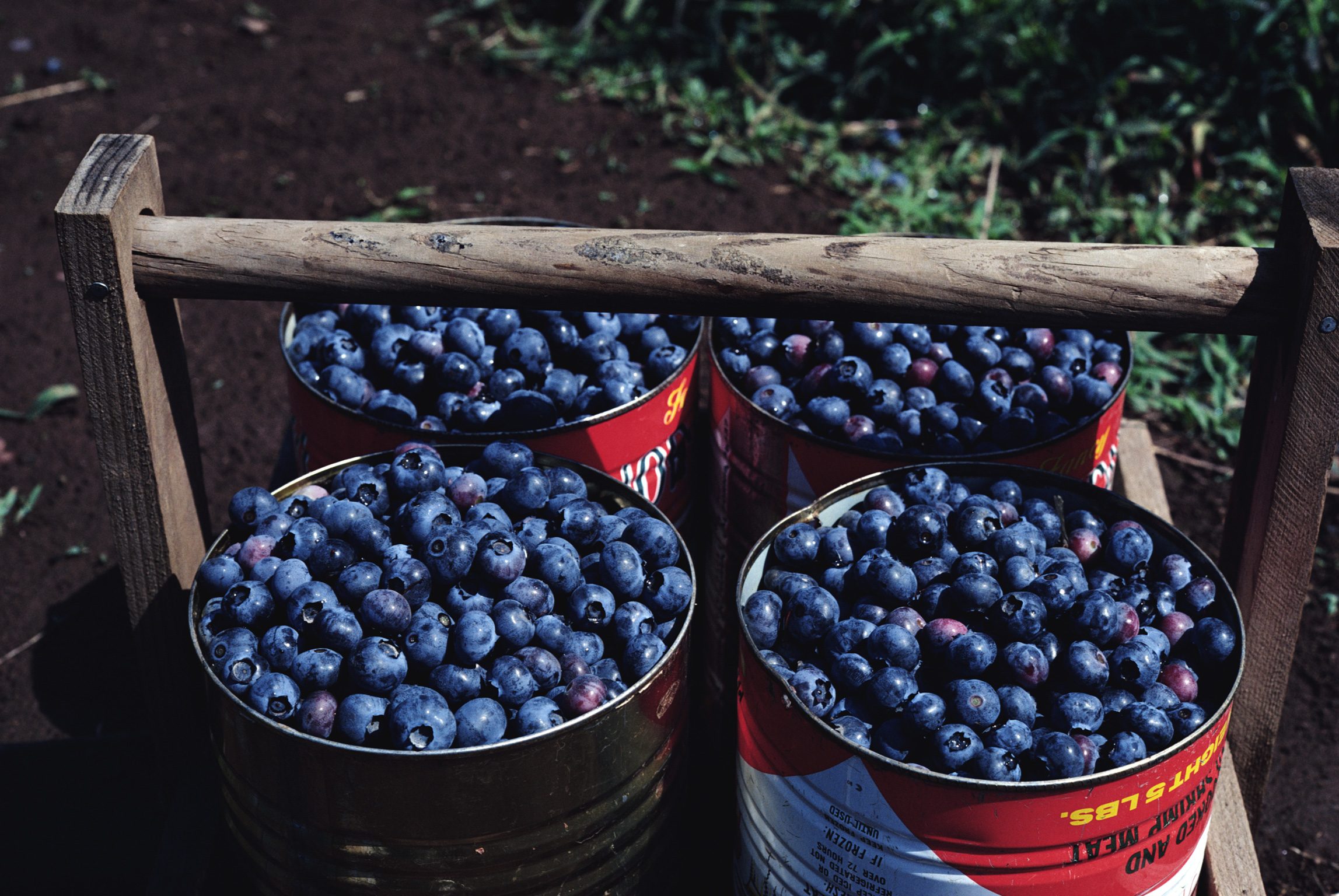 blueberries in a bucket