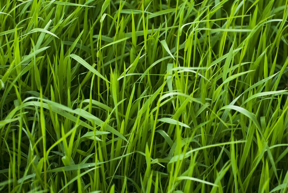Grassland fertiliser | OMEX
