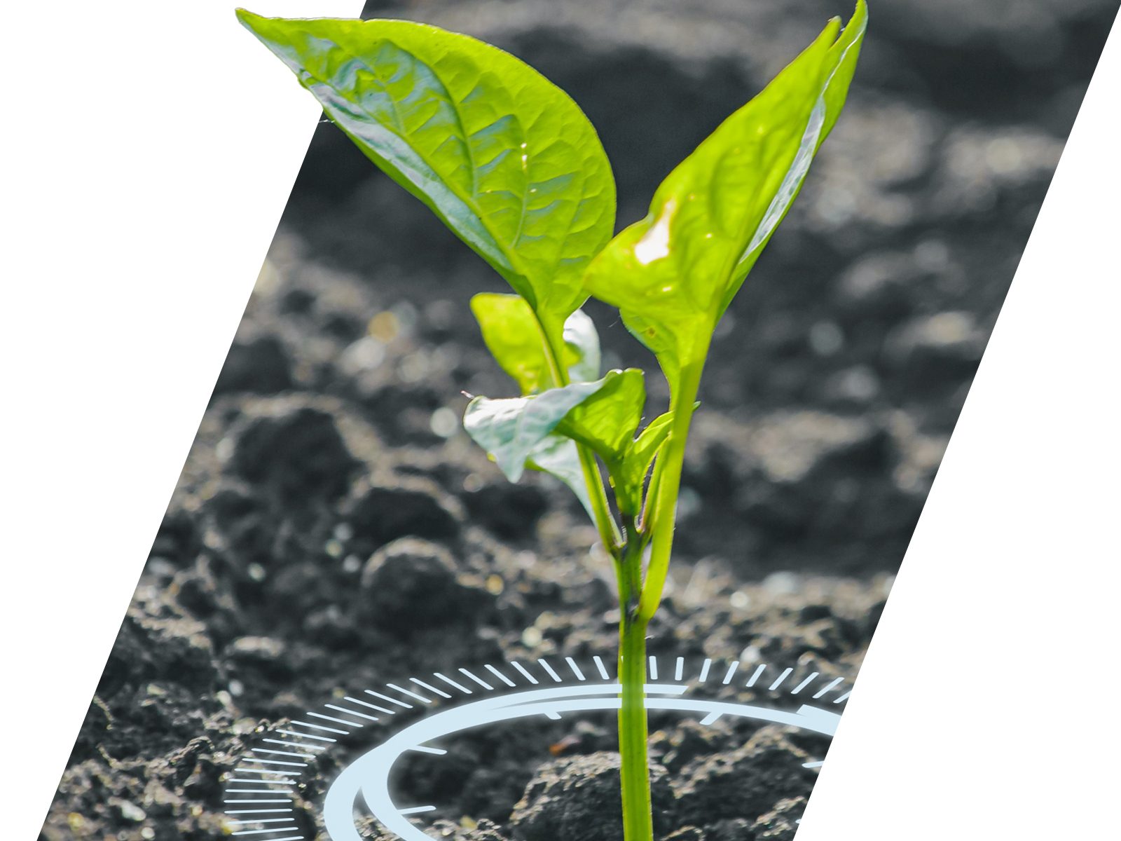 Healthy seedling | Foliar fertilisation | OMEX Agriculture