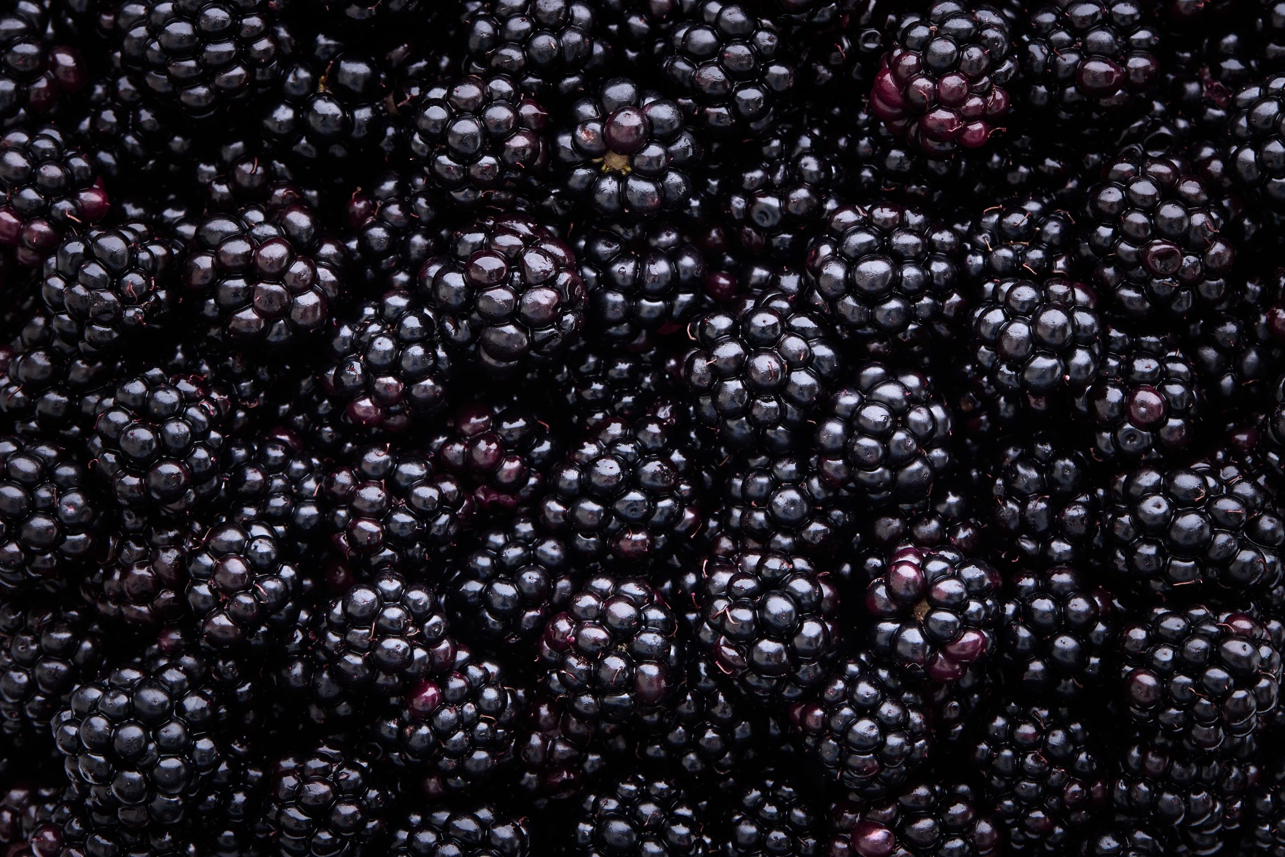 close. up of blackberries