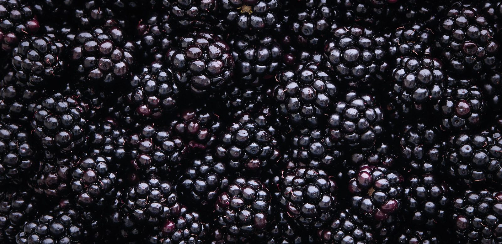 blackberry soft fruit fertiliser