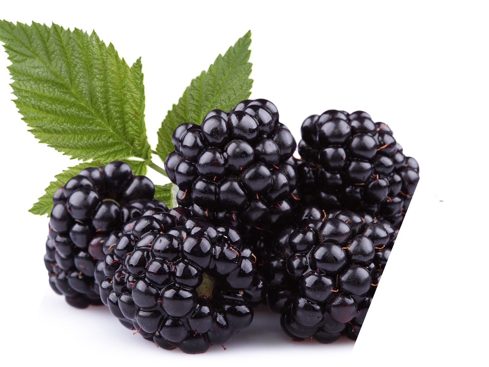 blackberry fertiliser