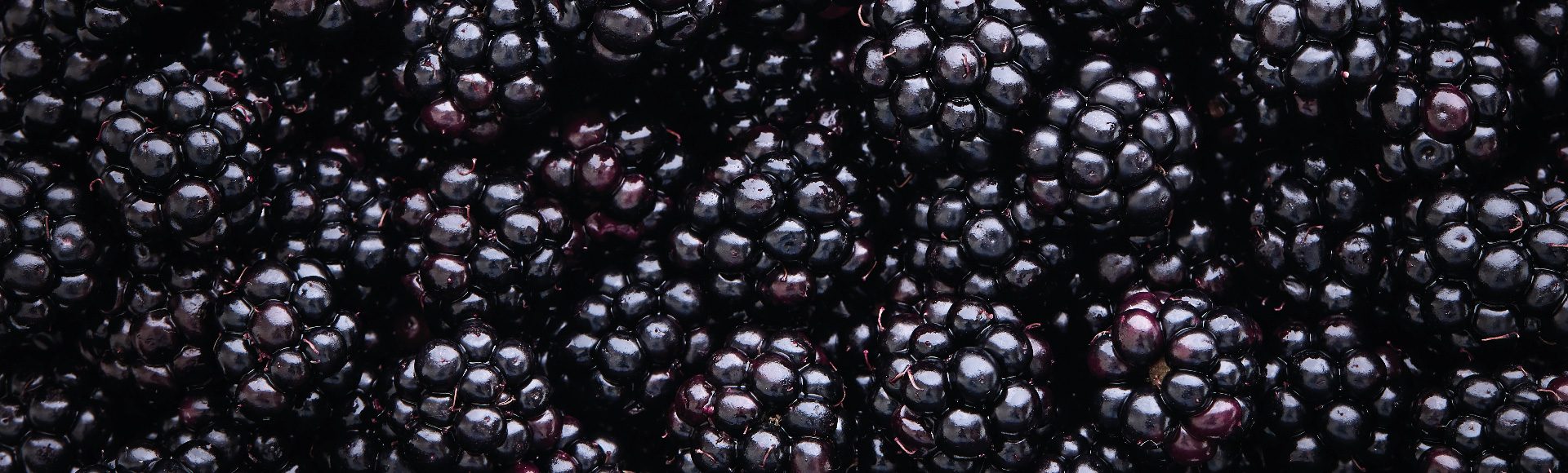 blackberry fertiliser and crop nutrition