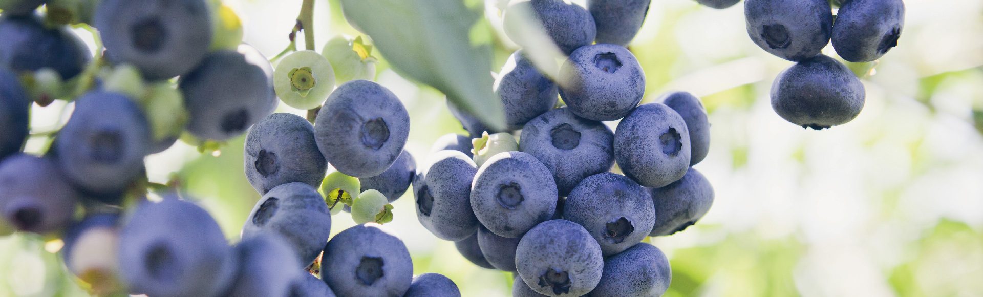 blueberry fertiliser and crop nutrition