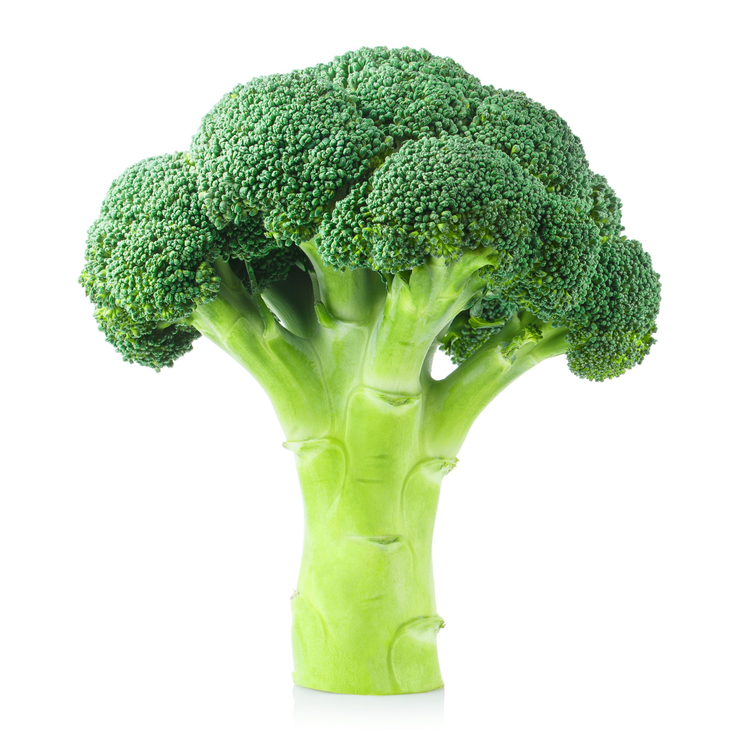 picture of broccoli on white background