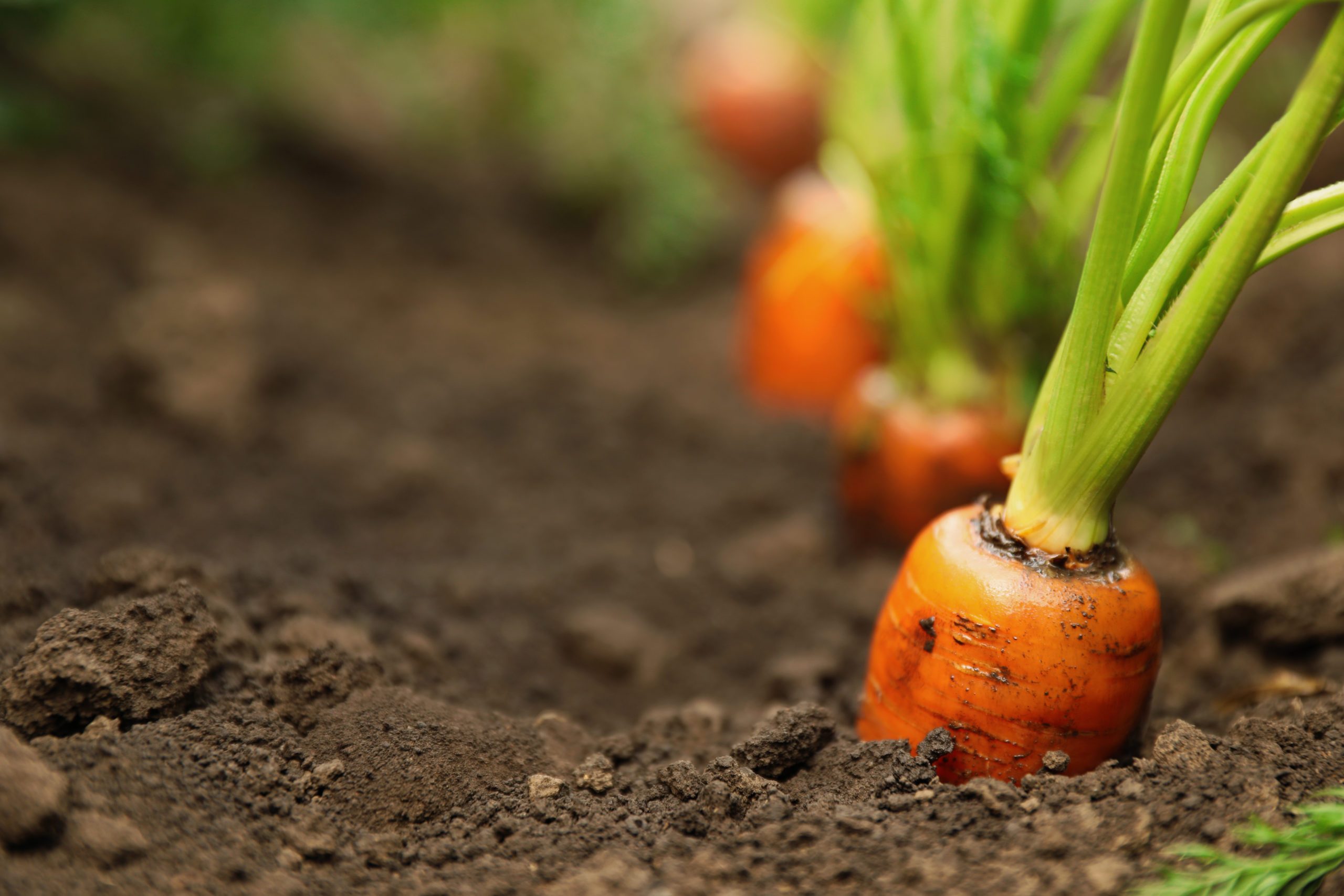 Ripe carrots growing in soil, closeup