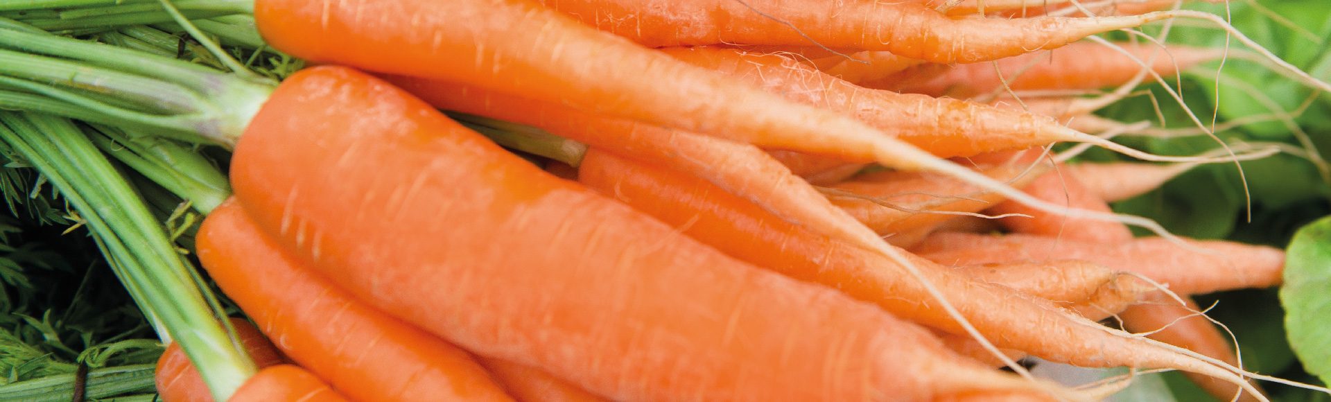 carrot fertiliser header
