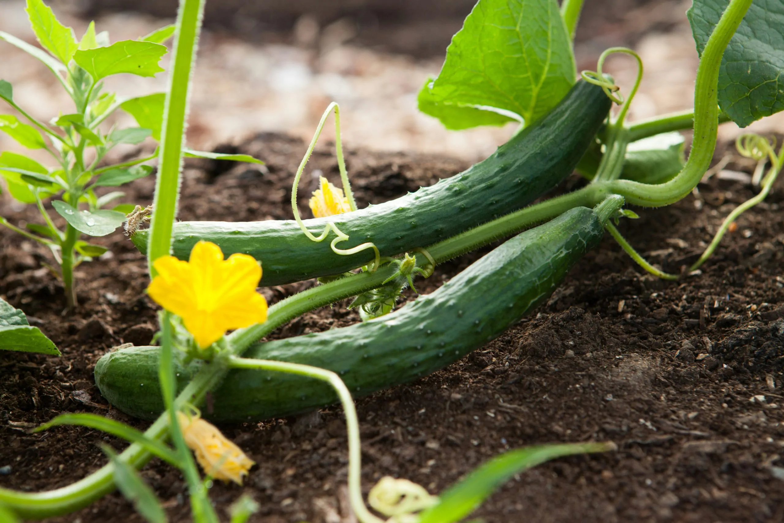 cucumber growing