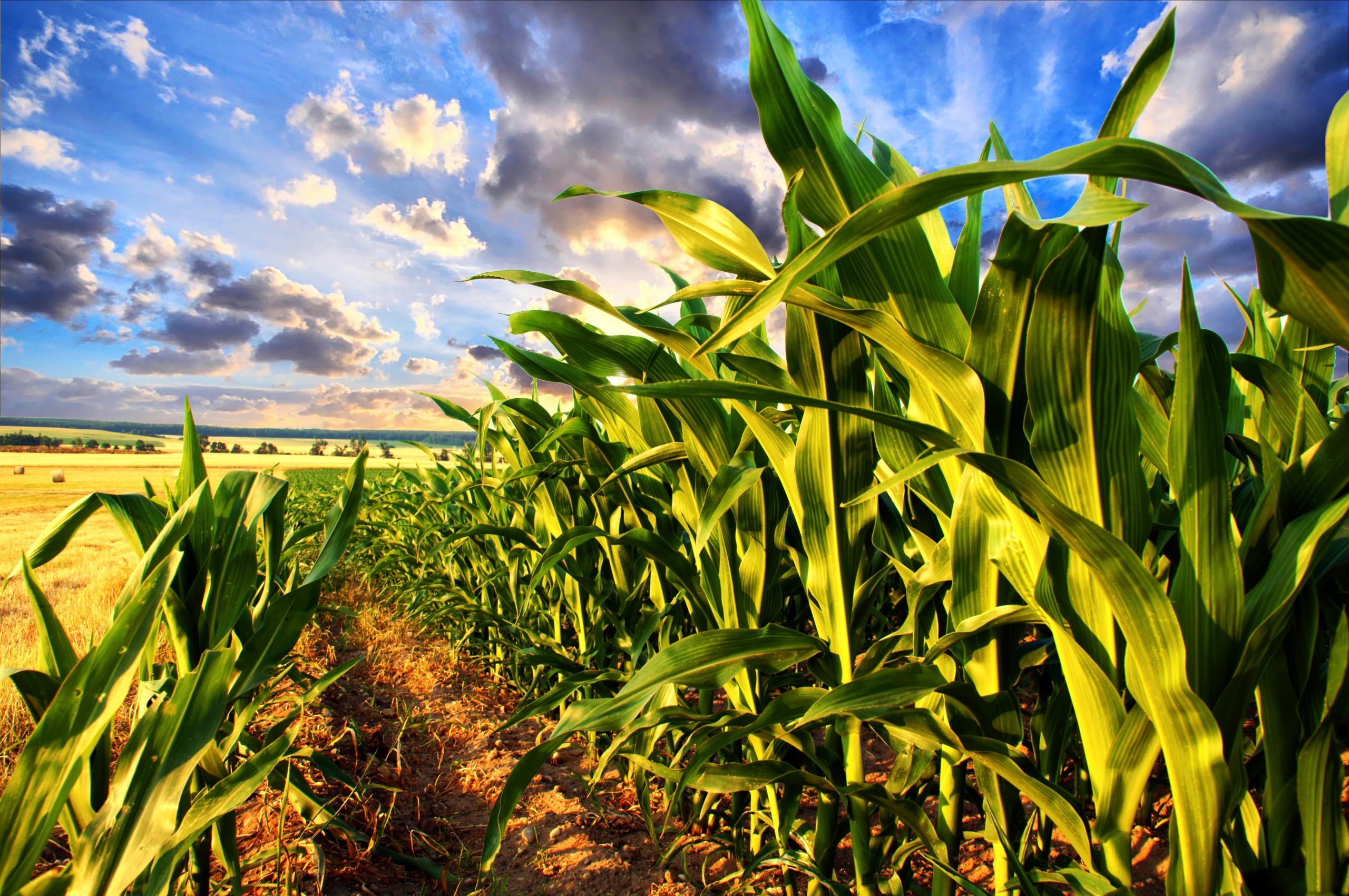 stock image of maize growing in a field