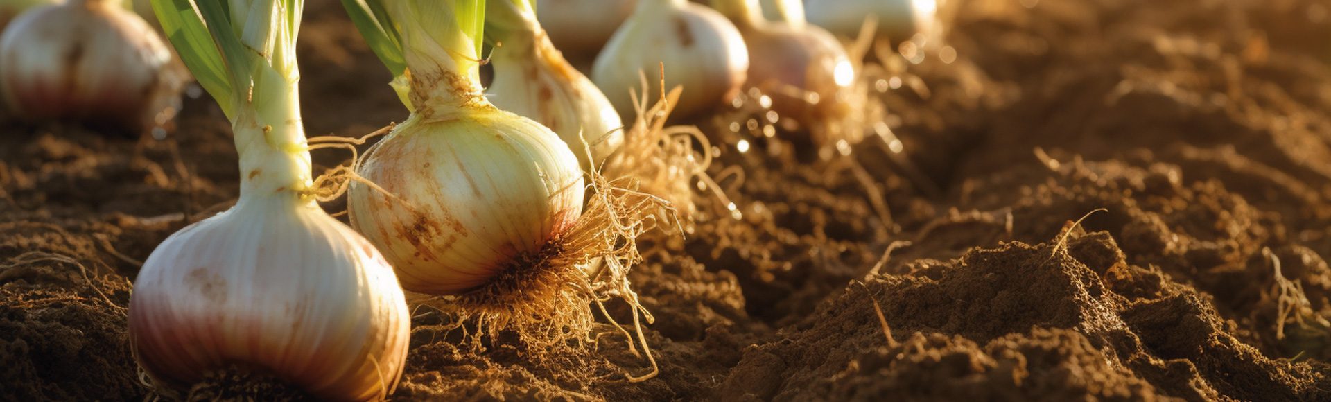 onion and leek fertiliser
