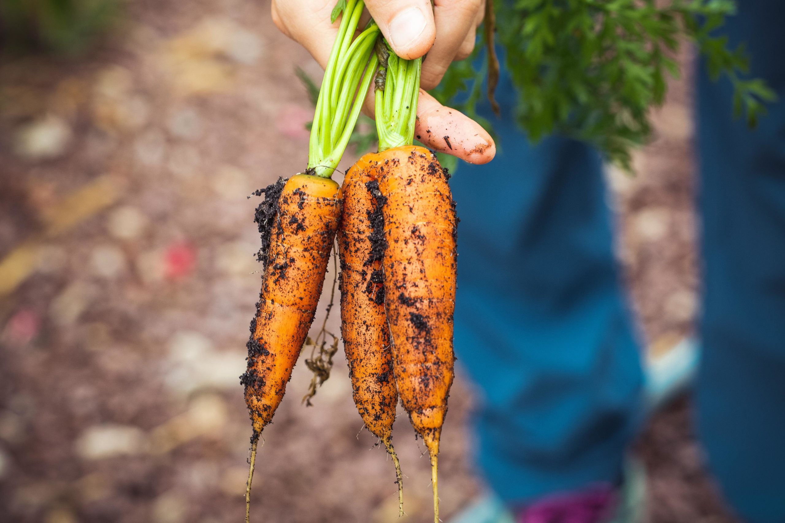 carrots being carried