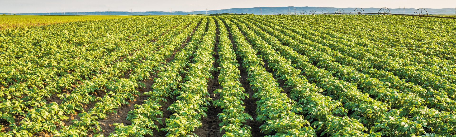 potato fertiliser and crop nutrition OMEX