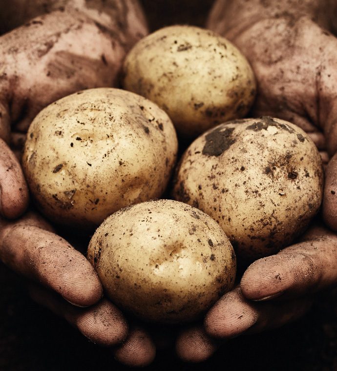 potato fertiliser and crop nutrition