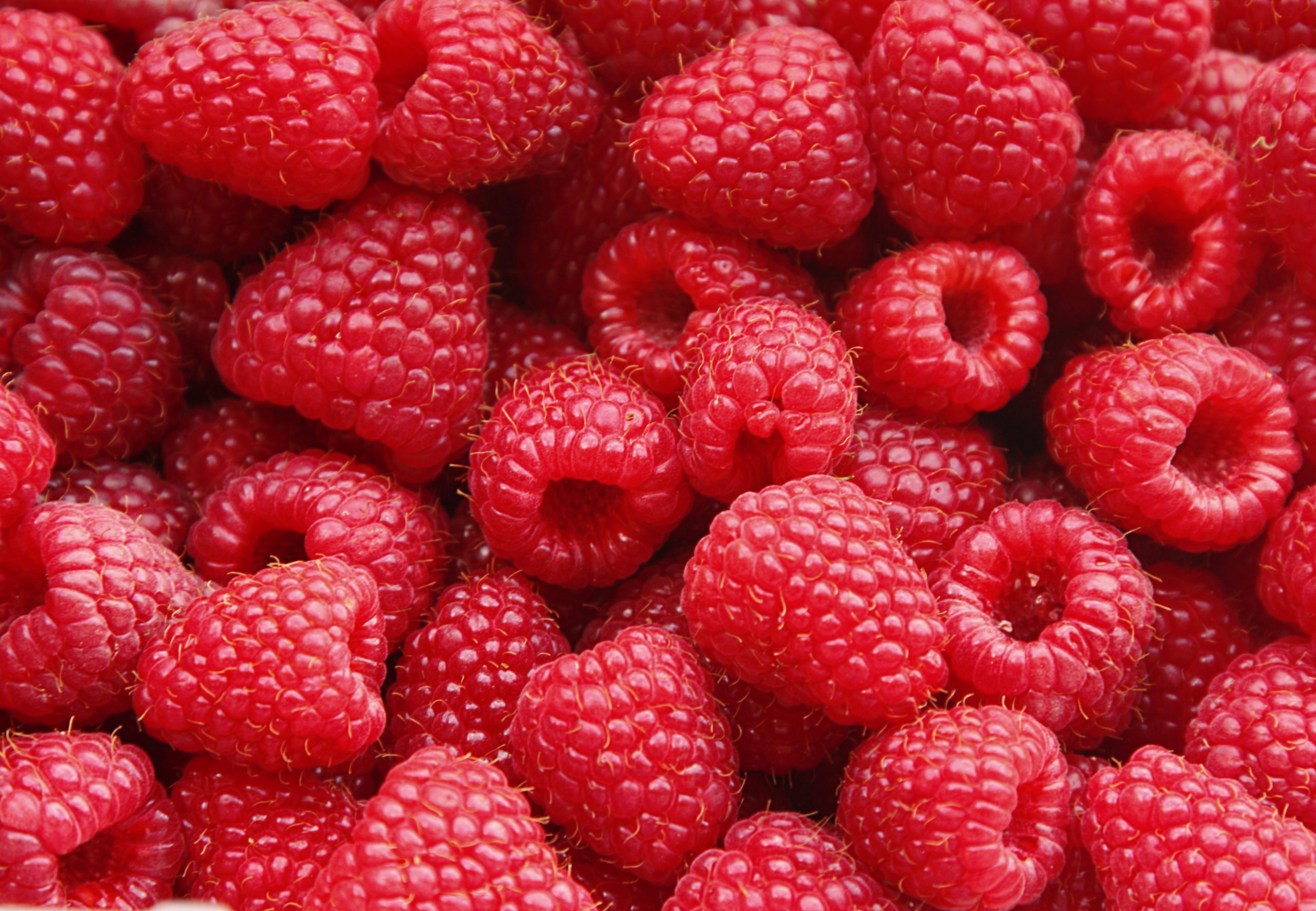close up of many raspberries