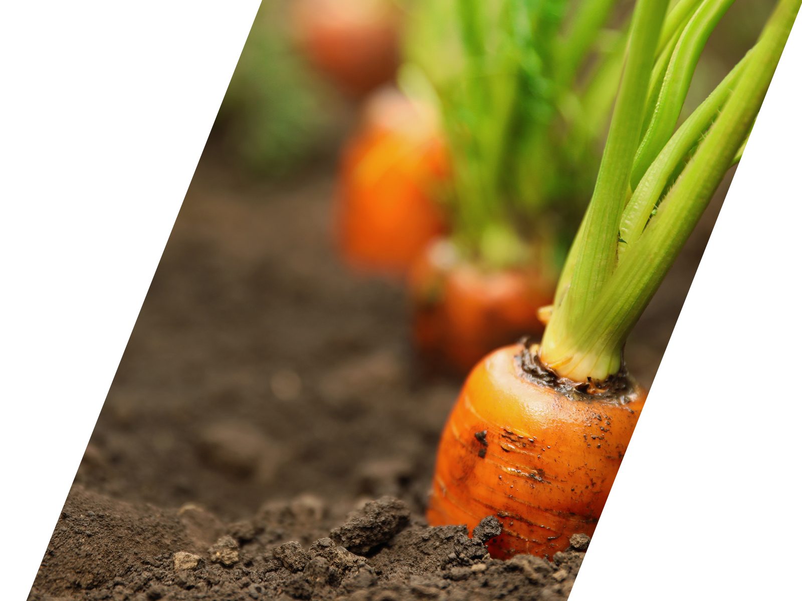soil analysis carrott