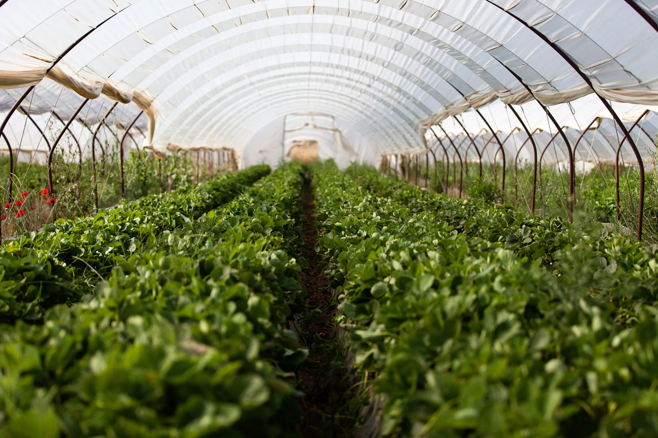 strawberries growing in a polytunnel