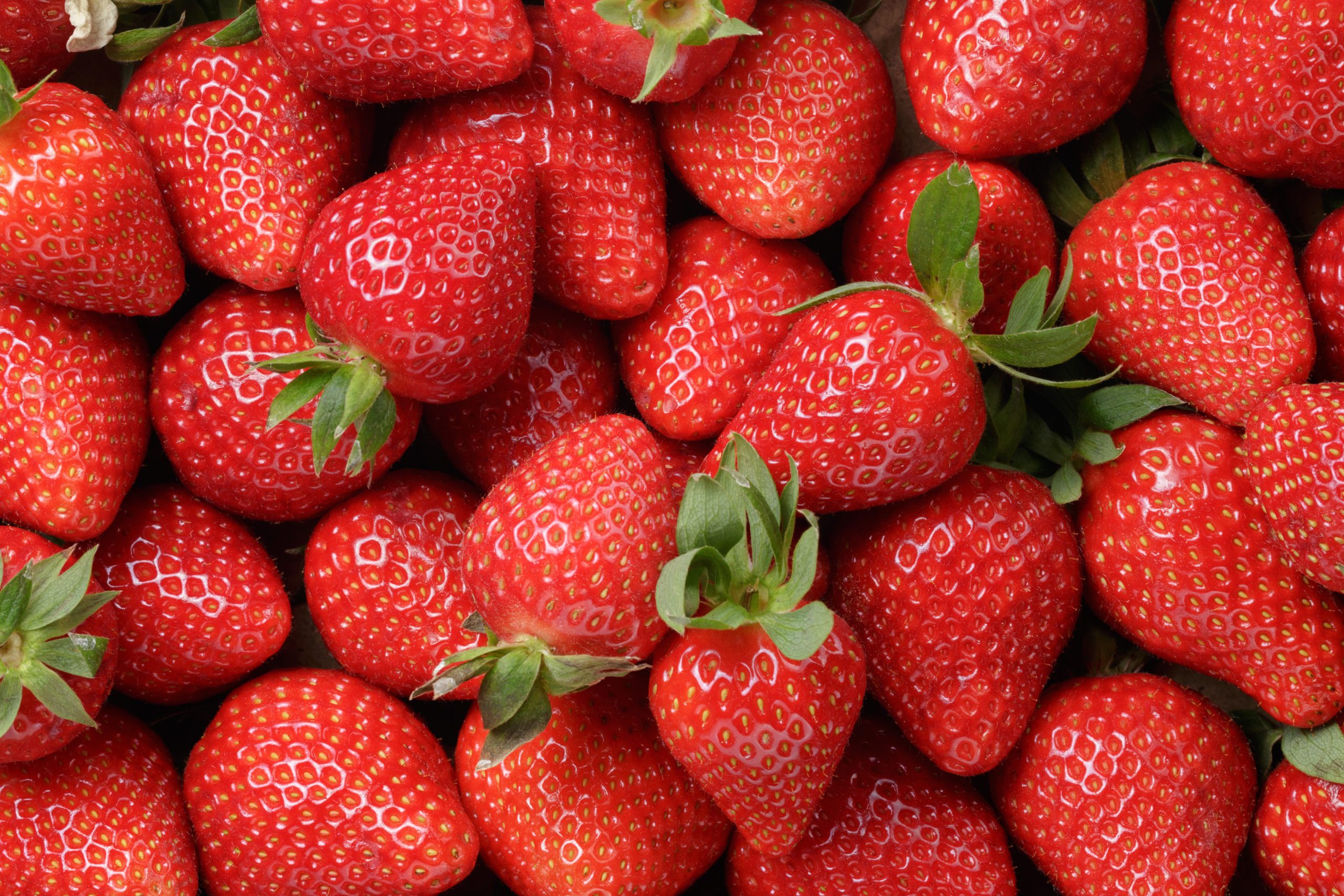 close up of many strawberries