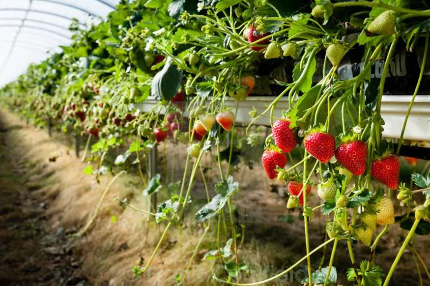 strawberries tabletop