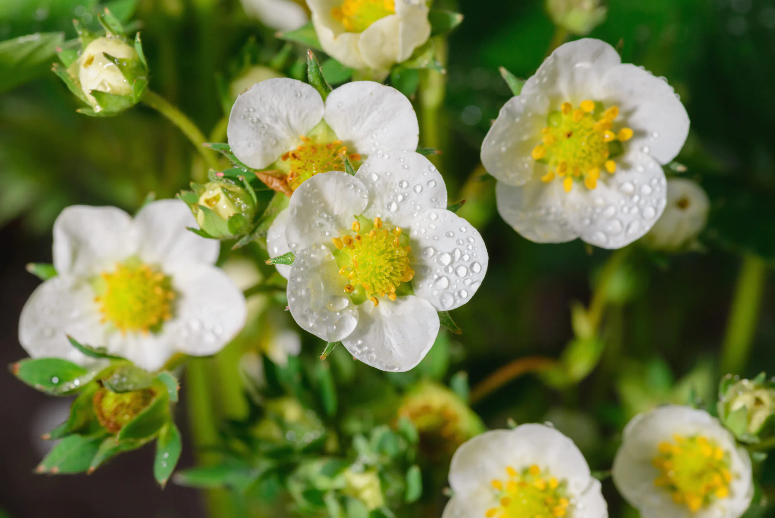 strawberry flower