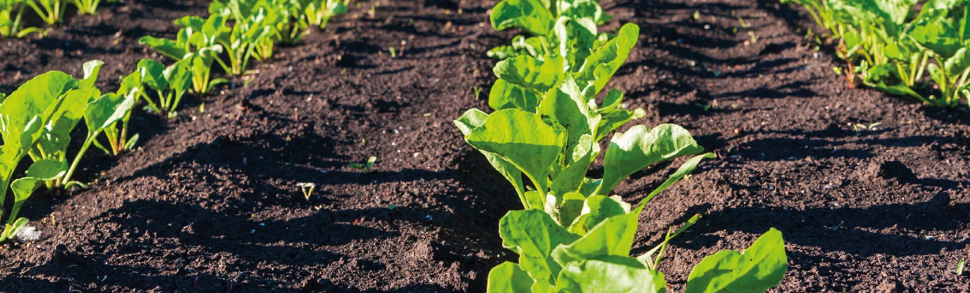 sugar beet fertiliser and crop nutrition