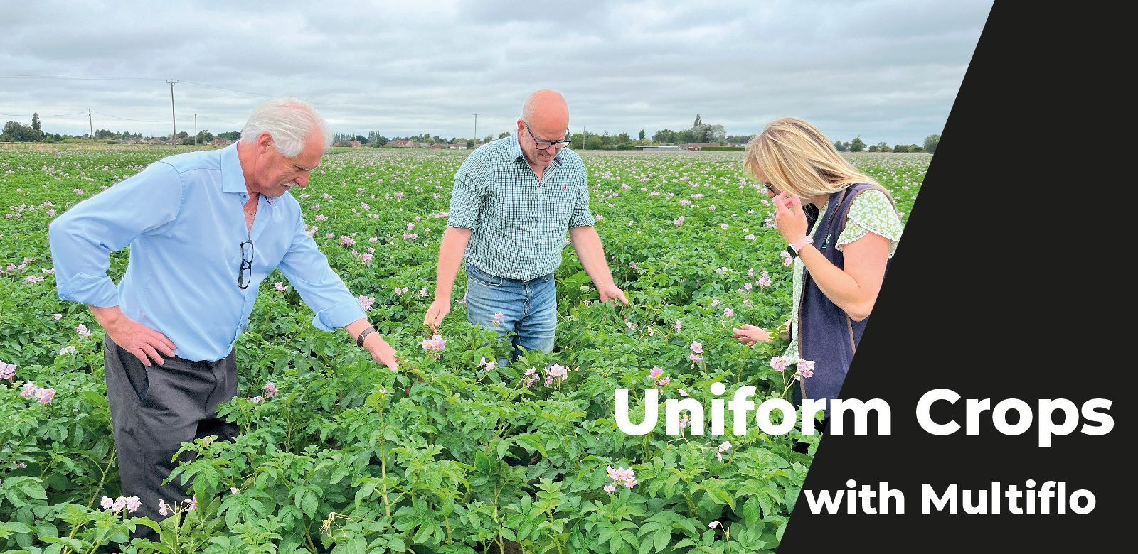 Multiflo uniform crops