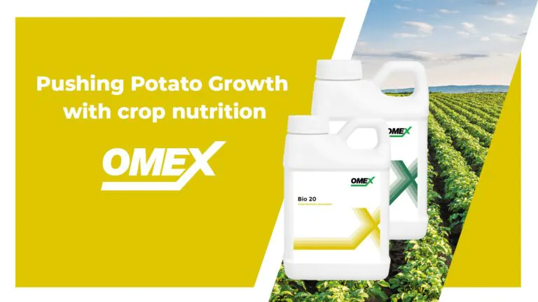 pushing potato growth with OMEX