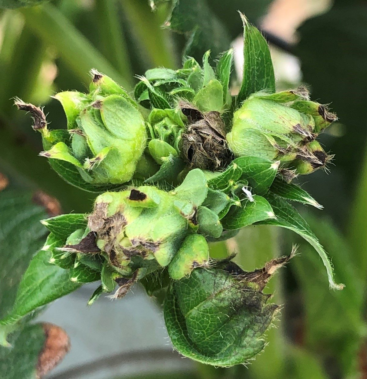 Tip Burn In Strawberries